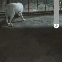 سگ هاستگی زانبی|سگ|طاهرگوراب, |دیوار