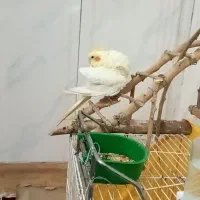 عروس هلندی سالم ۳ ماه