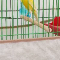 قناری سوپر مست|پرنده|خورموج, |دیوار