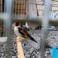 سهره|پرنده|خرم‌آباد, |دیوار