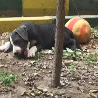 سگ امریکن بولی اصل|سگ|هشتگرد, فاز ۱ مهستان|دیوار