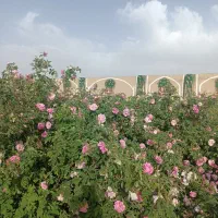 تور گلابگیری فرخد