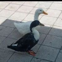 یک جفت اردک بامزه
