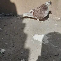 کبوتر تهرانی معاوزه با کبوتر شهرستانی ورنگی|پرنده|پاکدشت, پاکدشت (مامازند)|دیوار