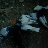 کفتر رنگی پرشی|پرنده|تاکستان, |دیوار