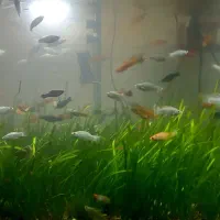 ماهی بالن دم شمشیری ونمونه دیگر