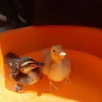 جوجه  اردک...