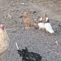 زرد گلی طوقی|حیوانات مزرعه|کرمان, |دیوار