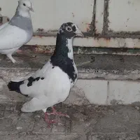 پلنگ‌سیاه نر