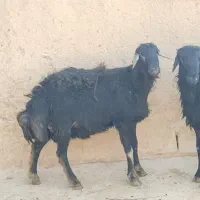 قوچ یک ساله