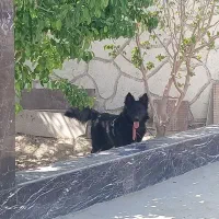 سگ ژرمن