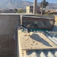 چپ سیاه نر و یک ساده سیاه افشون فروشی|پرنده|جلگه رخ, |دیوار