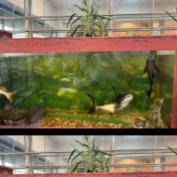 ماهی اکواریوم