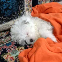 سگ توله شیرین کار