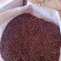 لوبیا قرمز درجه یک