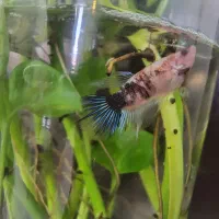 ماهی بتا(نر و ماده)