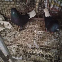 جفت دم سفید