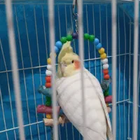 پرنده