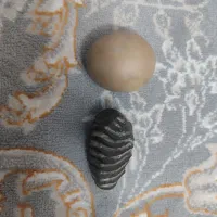 فنچ|پرنده|شیروان (خراسان), |دیوار