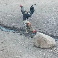 خروس|حیوانات مزرعه|سرپل ذهاب, |دیوار