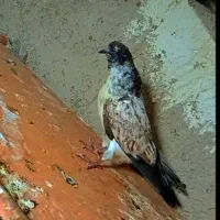 کبوتر