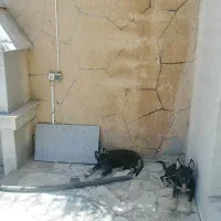 سگ ژرمن گرگی