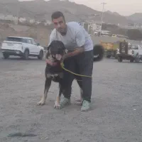 سگ نگهبانی|سگ|فردیس, سرحد آباد|دیوار