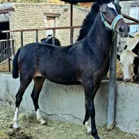 مادیون خالص کرد شجره دار ۲ساله