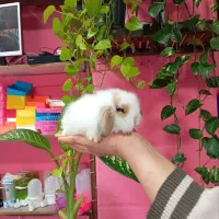 خرگوش لوپ لپ ناز و زیبا|موش و خرگوش|محمودآباد, |دیوار