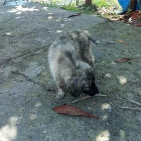 سگ قهدریجانی۲عدد