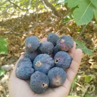 انجیر خشک تازه و تمیز کاملا ارگانیک|خوردنی و آشامیدنی|شیراز, ارم|دیوار