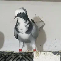 کبوتر|پرنده|بناب, |دیوار