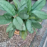 گل اگلونما|گل و گیاه طبیعی|لاهیجان, شهید آوینی|دیوار