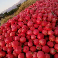انار رباب