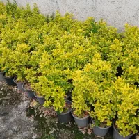 نهال شمشاد طلایی و سبز مناسب محوطه سازی و ویلا|خدمات باغبانی و درختکاری|کرمانشاه, |دیوار