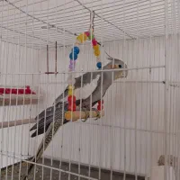 عروس هلندی