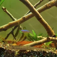 تعدادی و ماهی و گیاه آکواریومی