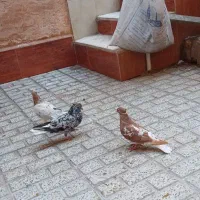 زرد و سرخ و جوجه فقط موندن باقی فروخته شد|پرنده|نیشابور, شهرک قدس|دیوار