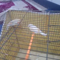 جفت مرغ عشق درشیبان