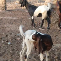 بز افغانی