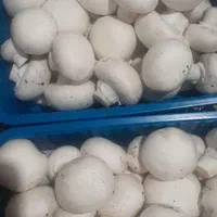 پخش قارچ به قیمت مزرعه|خوردنی و آشامیدنی|تهران, امام حسین|دیوار