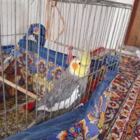 عروس هلندی