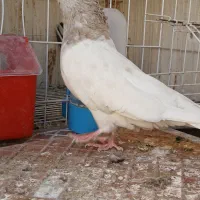 کله ابر کلاهی|پرنده|جیرفت, |دیوار