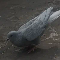 کبوتر|پرنده|شیراز, کوشک میدان|دیوار