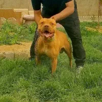 پیتبول . بولی