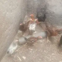جوجه محلی