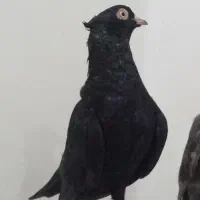 کبوترپتی والا پاکستانی وزاغ سیاه آبادانی|پرنده|بوشهر, |دیوار