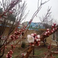 فروش ویلا در محمد شهر|فروش خانه و ویلا|محمدشهر, محمدشهر|دیوار