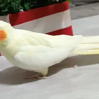 عروس هلندی ماده|پرنده|شاهین‌شهر, گرگاب|دیوار