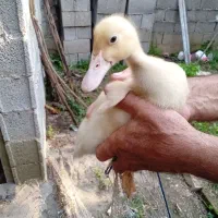 ۷ عدد جوجه اردک پکنی فروشی
